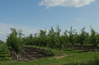 Hollanda 'daki bahçede yeşil elma ağaçları