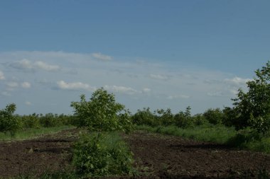 Bahçedeki yeşil elma ağacı