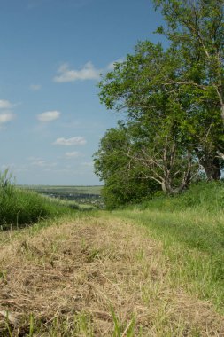 Gökyüzünün arka planında yeşil çimenler ve bir ağaç