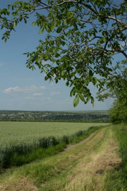 Yeşil tarlalı ve ağaçlı manzara