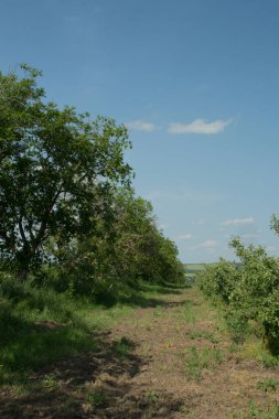 Yeşil tarlaları ve ağaçları olan yaz manzarası