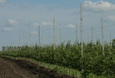 Elma bahçesi ve yeşil bitkiler. Meyve bahçesinde elma ağaçları.