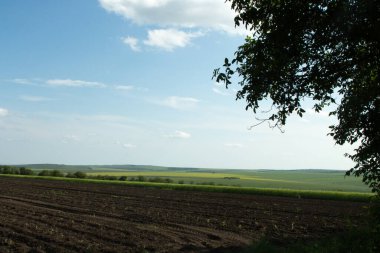 Bahar içinde yeşil alan ve mavi gökyüzü