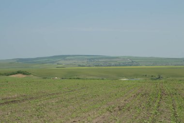 yeşil tarla ve mavi gökyüzü