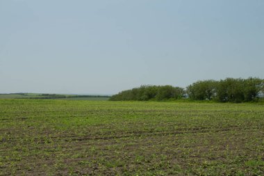 Yeşil tarlalar ve ağaçların manzarası. Yaz manzarası.