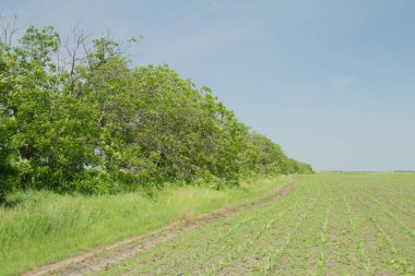 İlkbaharda ağaçlar.