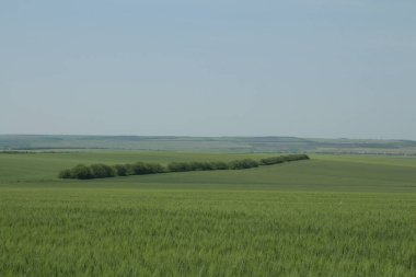 Kırsalda buğday tarlası