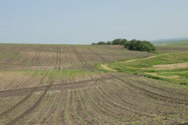Tarım alanının manzarası