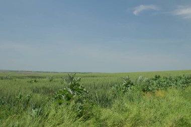 Yeşil tarlalı manzara, bulutlu mavi gökyüzü, bulutlar, güneşli gün