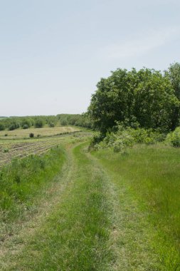 Ormanda yeşil çimenler.