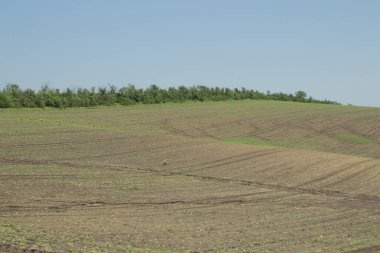 mavi gökyüzü ile tarımsal alan