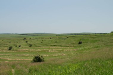 yeşil alan ve arka planda ağaçlar