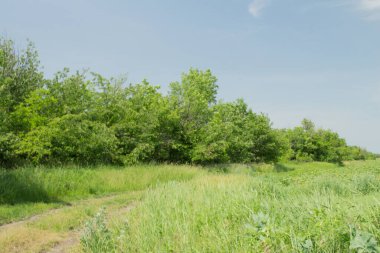 Yeşil tarla ve bulutlu mavi gökyüzü