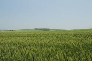 Genç arpalı yeşil tarla.