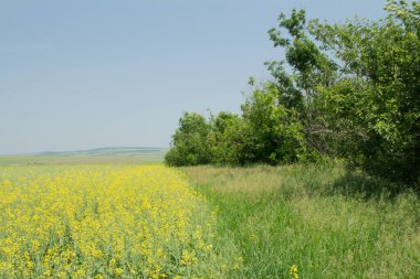 Buğday tarlası ve mavi gökyüzü olan güzel bir manzara.