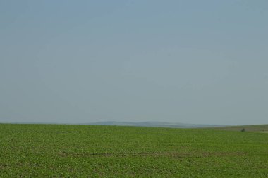 Kuzeyin kırsal kesimlerinde bir yaz günü yeşil buğday tarlası.