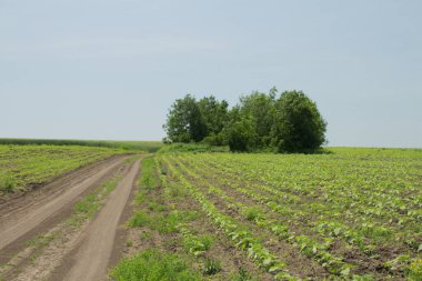 Bir bahar günü buğday tarlası. tarım.
