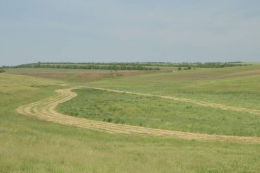 Buğday tarlasında ve mavi gökyüzünde güzel bir manzara.
