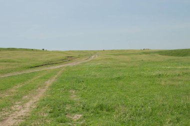 yeşil çim alan peyzaj