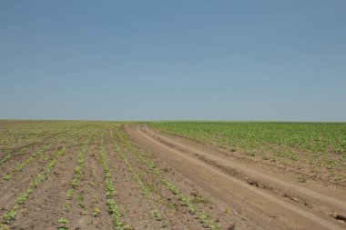 Yazın yeşil buğday tarlası.