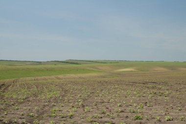 yeşil buğday ve mısır tarlası