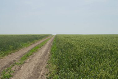 Kırsalda buğday tarlası