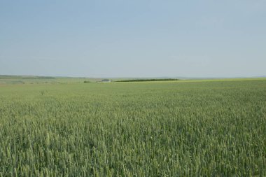 alan ve yeşil çimen