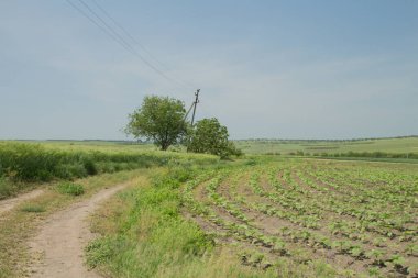 bir yeşil çimen tarlası.