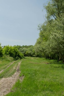 Ormandaki ağaçların arasında bir patika