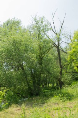 Yazın yeşil orman ve ağaçlar
