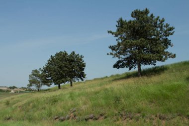 Tarlada ağaçlar ve otlar