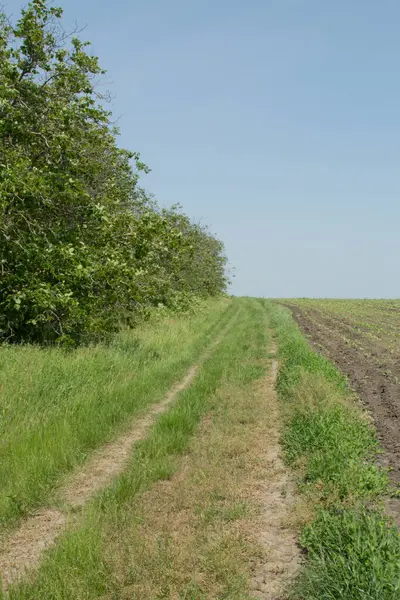 Kırsal alanda yeşil bir alan.