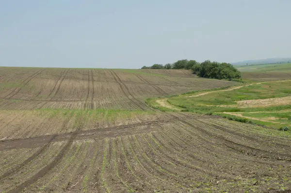 Tarım alanının manzarası