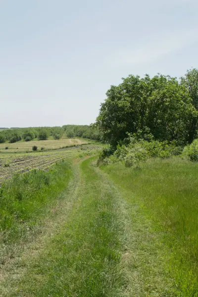 Ormanda yeşil çimenler.