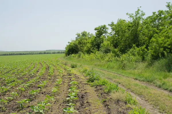 bir yaz günü yeşil alana