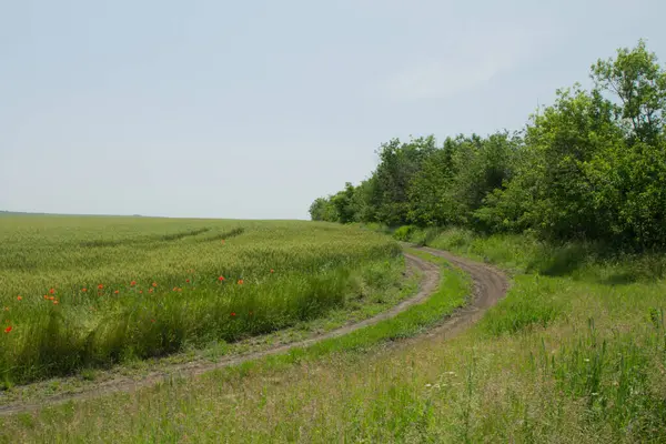 Arkaplanda yeşil bitkiler ve ağaçlar var.