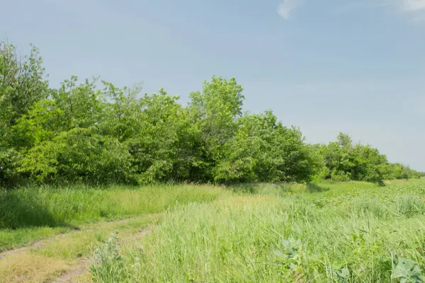 Yeşil tarla ve bulutlu mavi gökyüzü