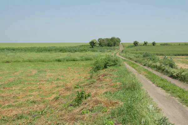 Yazın güneşli bir günde yeşil tarlalar ve çayırlar