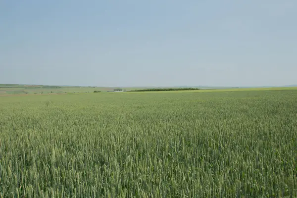 alan ve yeşil çimen