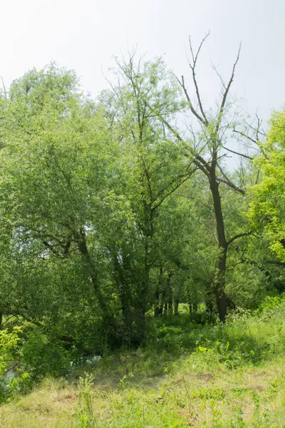 Yazın yeşil orman ve ağaçlar