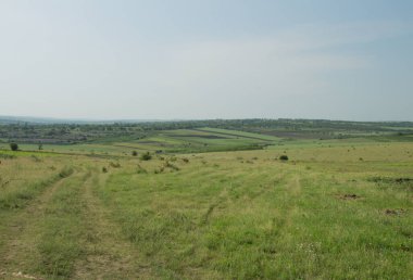 Kırsaldaki yeşil tarlaların ve ağaçların manzarası