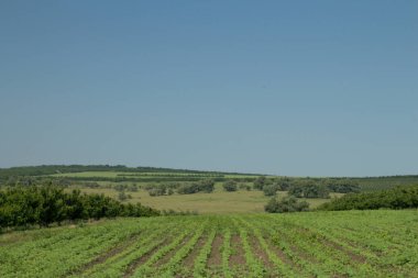 Yeşil çimenleri ve mavi gökyüzü olan güzel bir manzara.