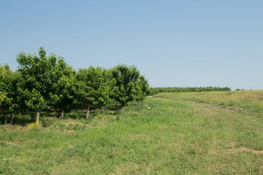Kırsaldaki üzüm bağları