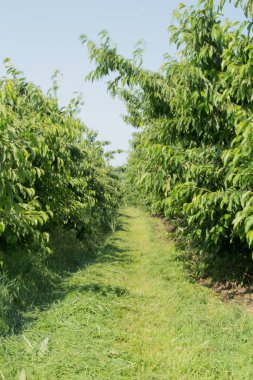 Bahçede elmalı meyve bahçesi