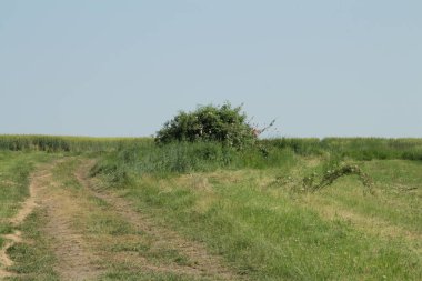 Genç yeşil çimenler ve ağaçlarla dolu bir arazi.