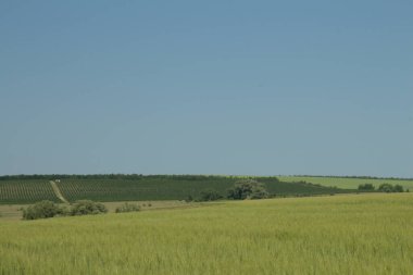 Buğday tarlası ve yazın gökyüzü