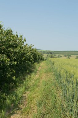 Yazın olgunlaşmış buğdaylı yeşil tarlalar
