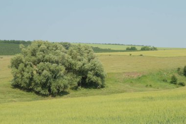 Yeşil buğday tarlası. kırsal alan.
