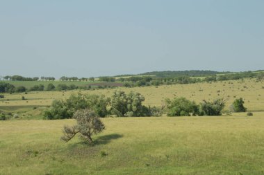 Buğday tarlası olan güzel bir manzara.