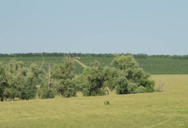 Yeşil çimen manzarası ve bulutlu mavi gökyüzü